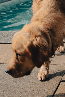 Tara Wolff Photography