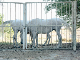 Tara Wolff Photography