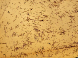 Tara Wolff Photography