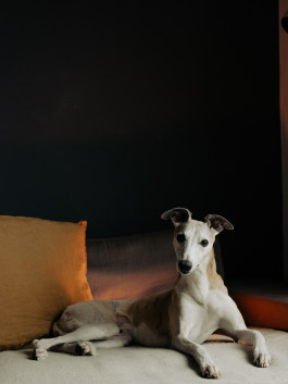 Tara Wolff Photography