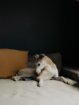 Tara Wolff Photography