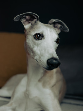 Tara Wolff Photography