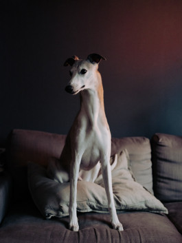 Tara Wolff Photography