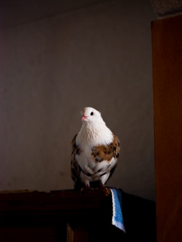 Tara Wolff Photography