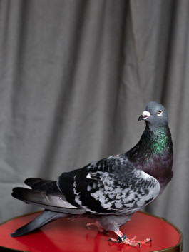 Tara Wolff Photography