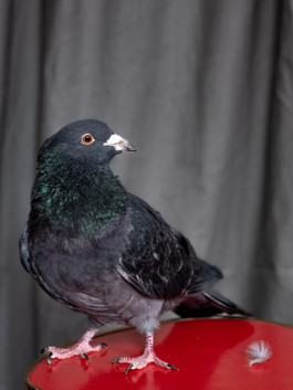 Tara Wolff Photography