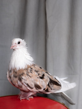 Tara Wolff Photography